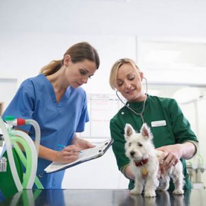 Veterinary Assistant